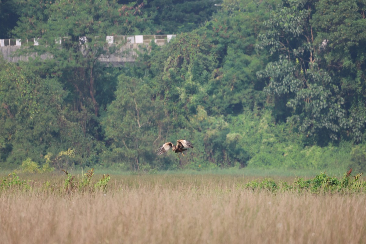 Western Marsh Harrier - ML645544568