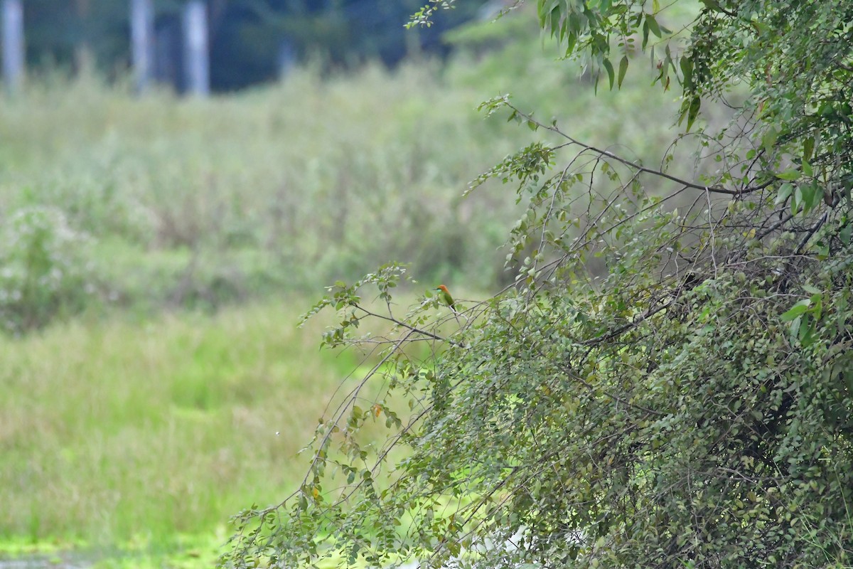 Asian Green Bee-eater - ML645544569