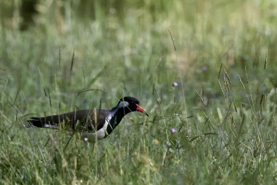 Red-wattled Lapwing - ML645544570