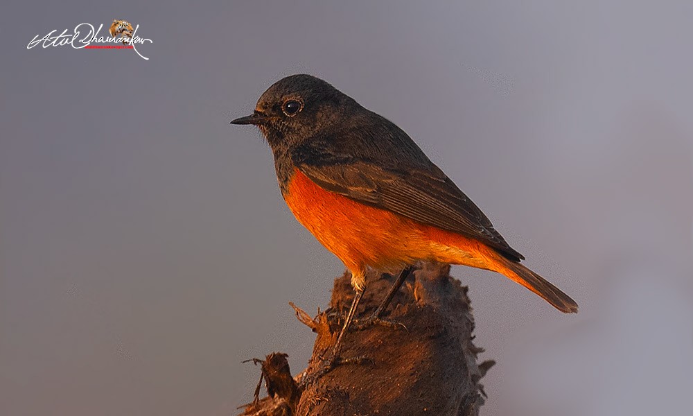 Black Redstart - ML645544571
