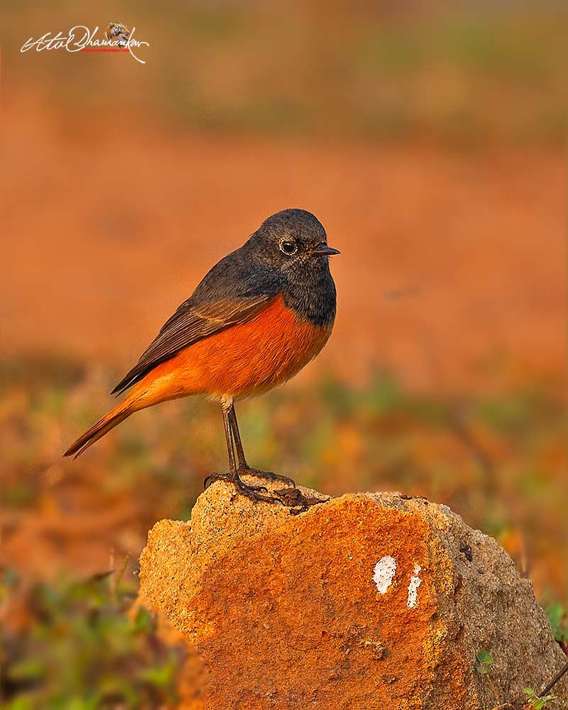 Black Redstart - ML645544572