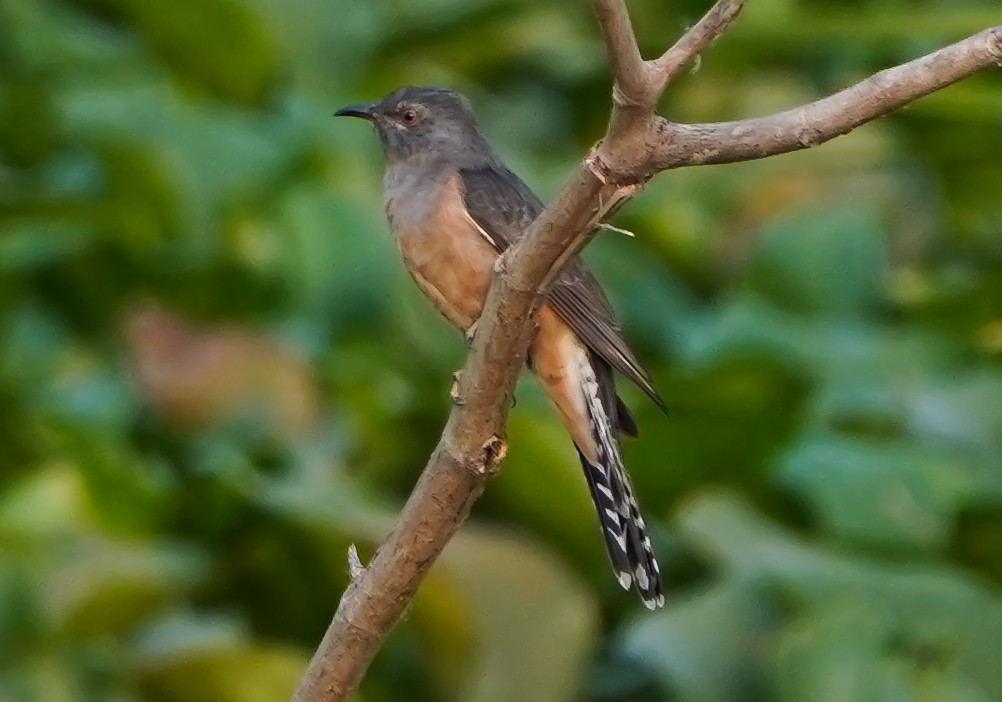 Dertli Guguk - ML645544574