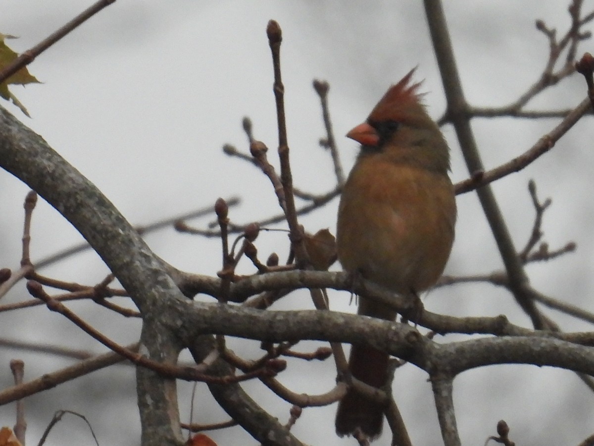 Northern Cardinal - ML645544580