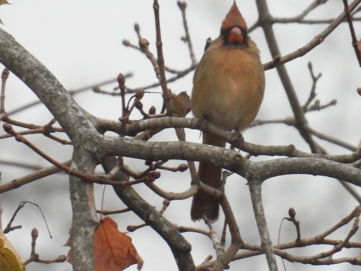 Northern Cardinal - ML645544581