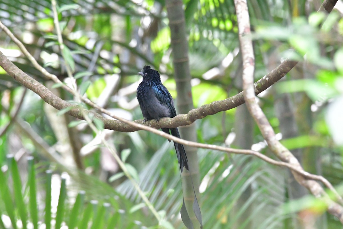 Greater Racket-tailed Drongo - ML645544583