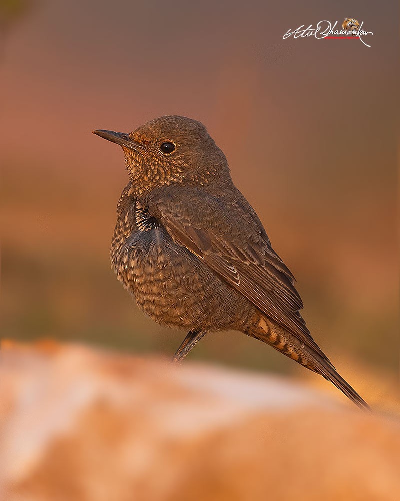 Blue Rock-Thrush - ML645544584