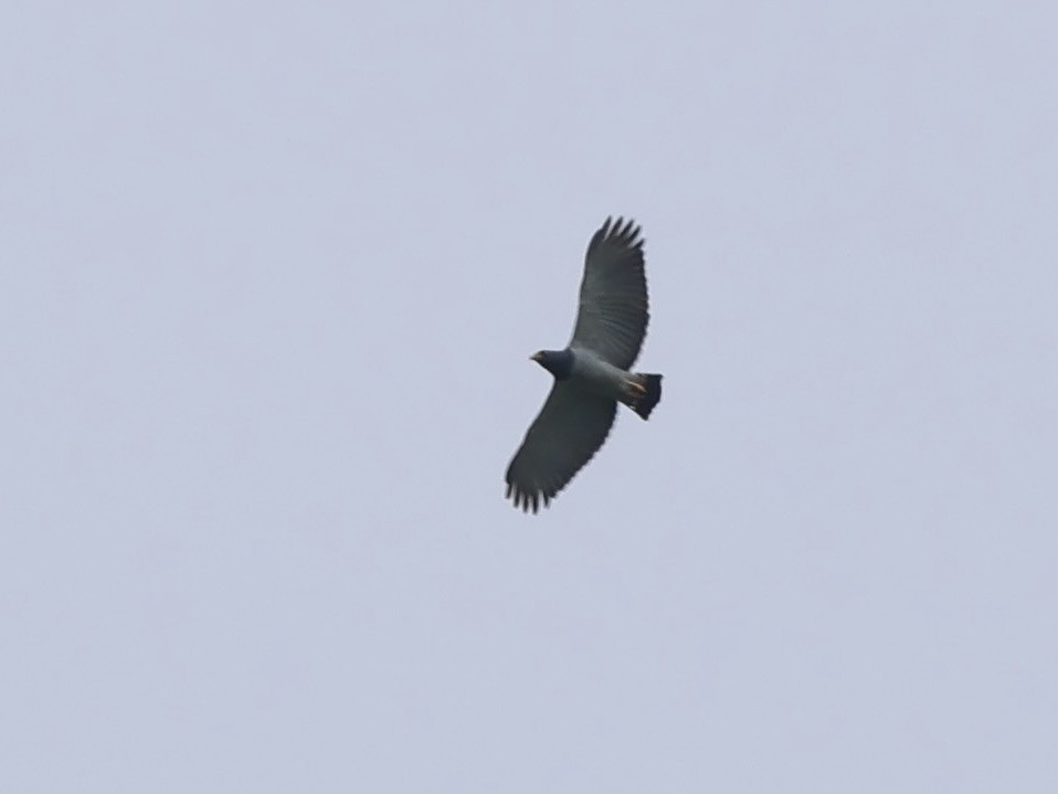 Barred Hawk - ML645544585