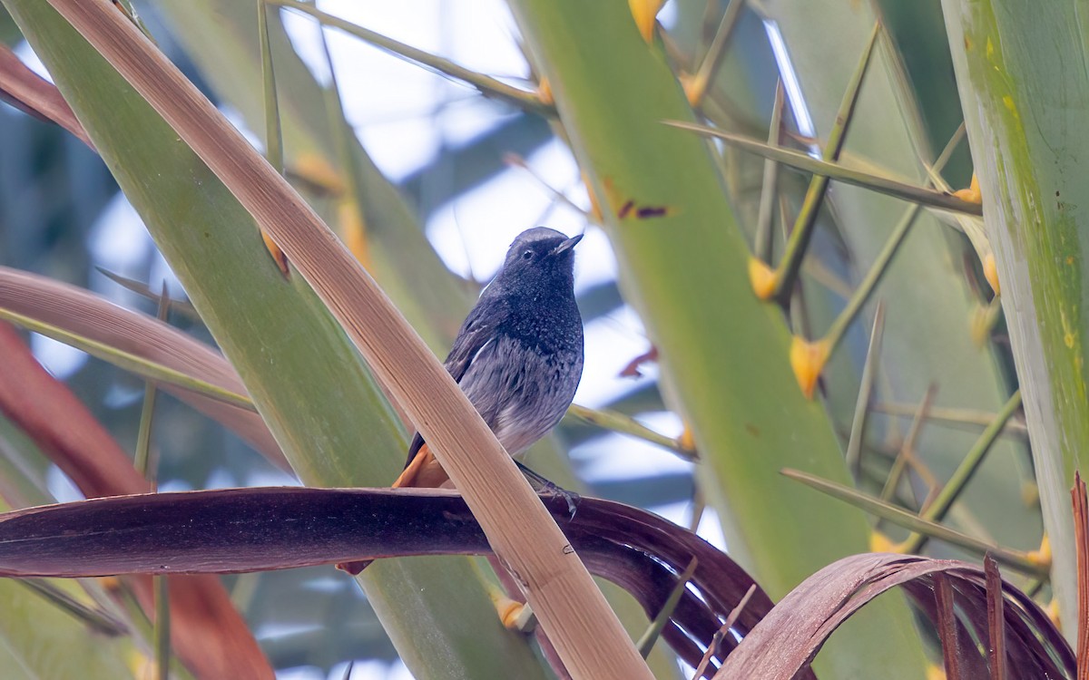Black Redstart - ML645544586