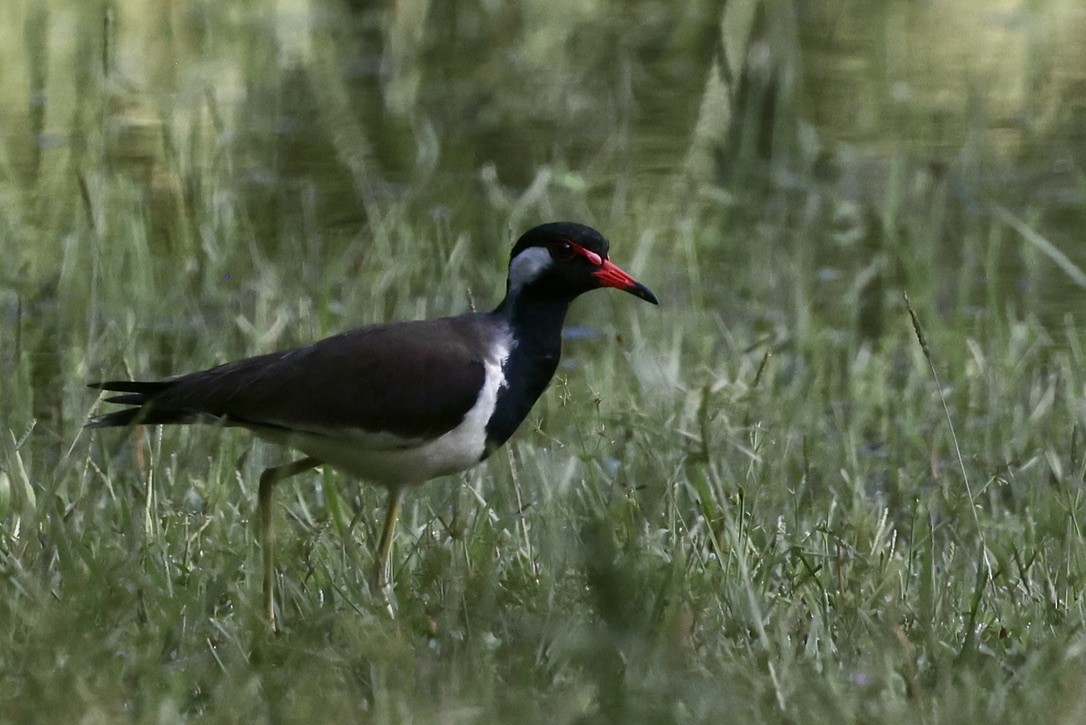 Red-wattled Lapwing - ML645544587