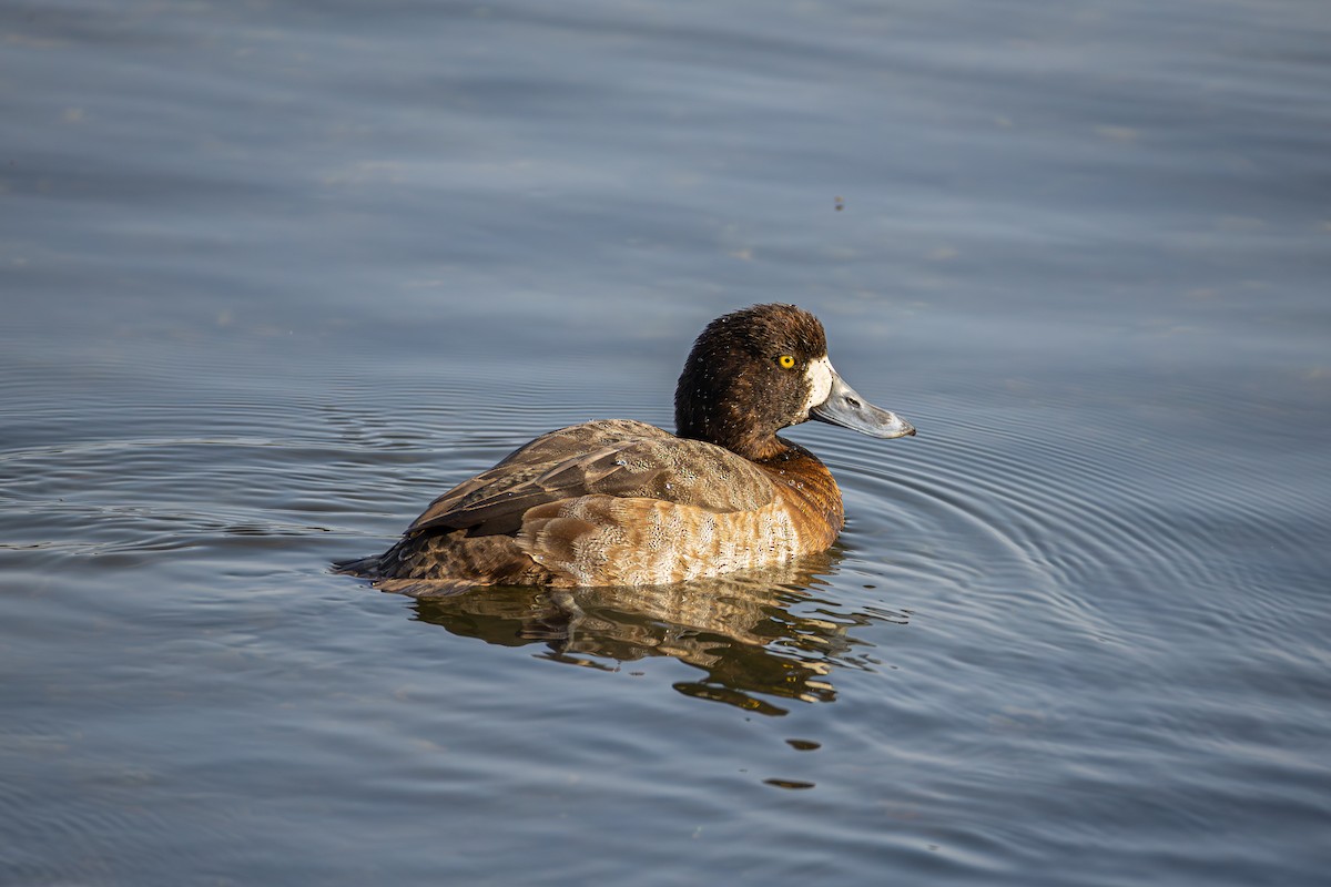 Greater Scaup - ML645544588