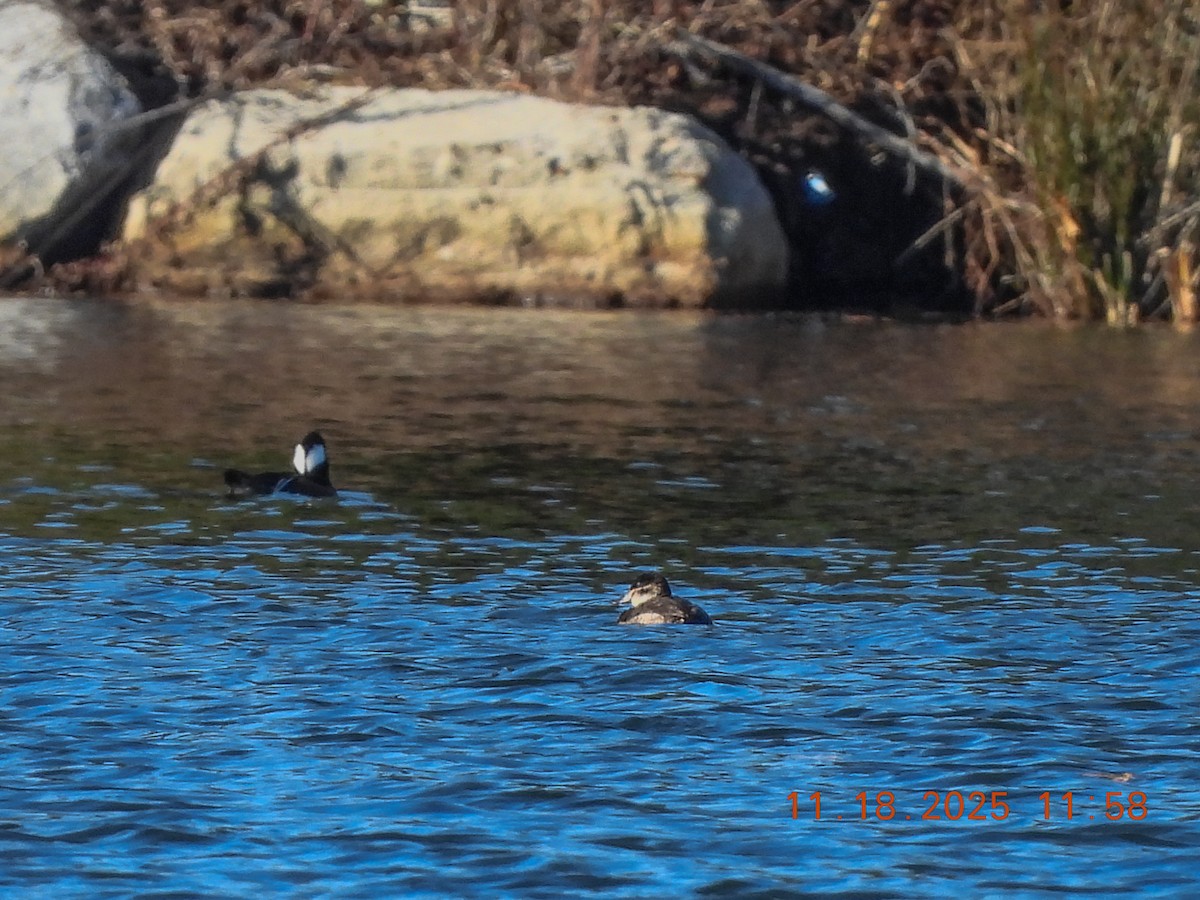 Ruddy Duck - ML645544589