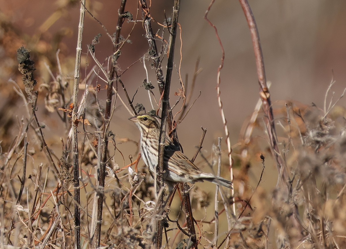 Savannah Sparrow - ML645544590