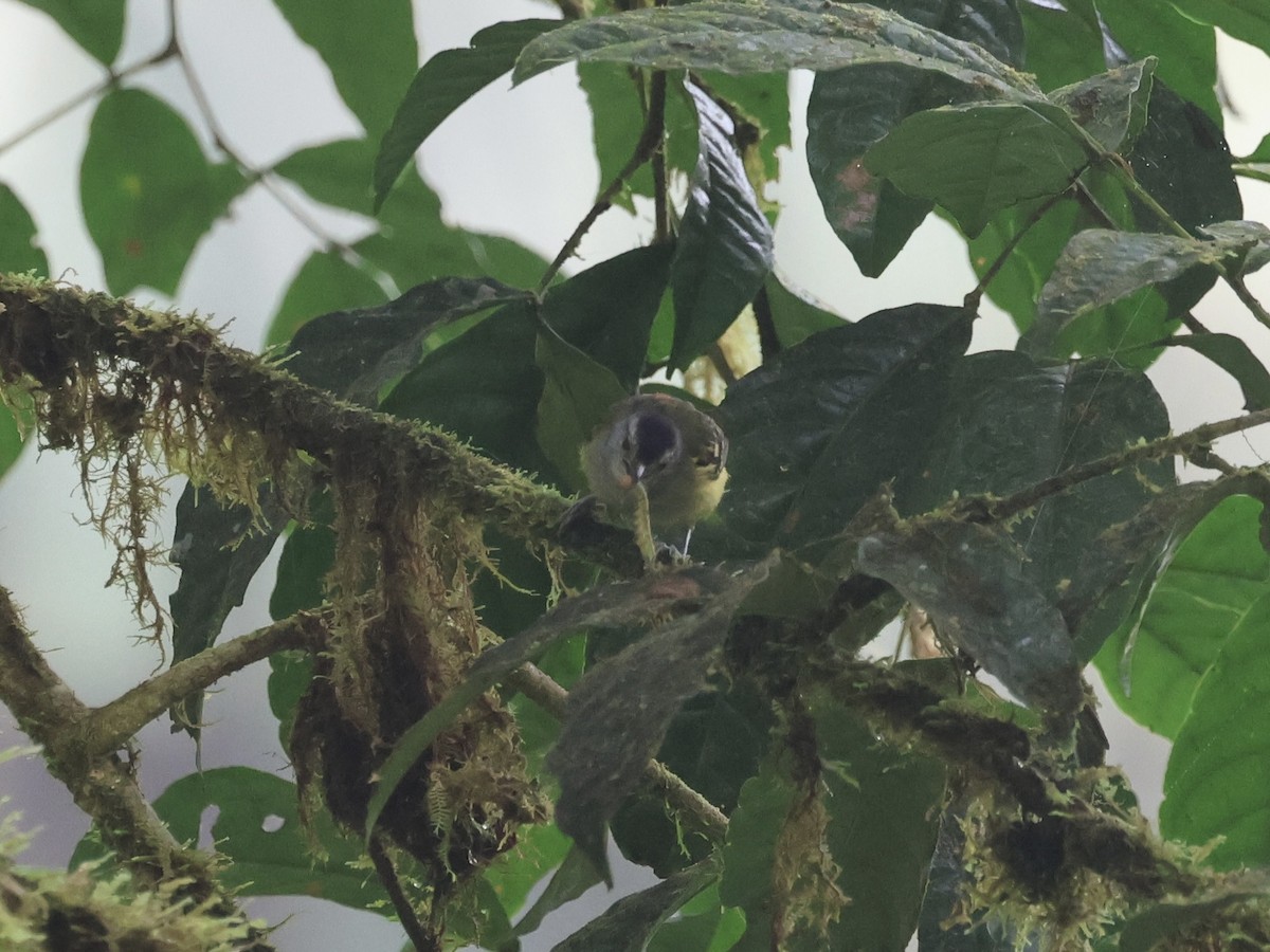 Rufous-rumped Antwren - ML645544591