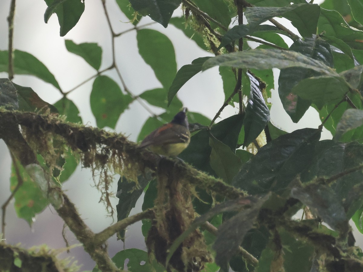 Rufous-rumped Antwren - ML645544592