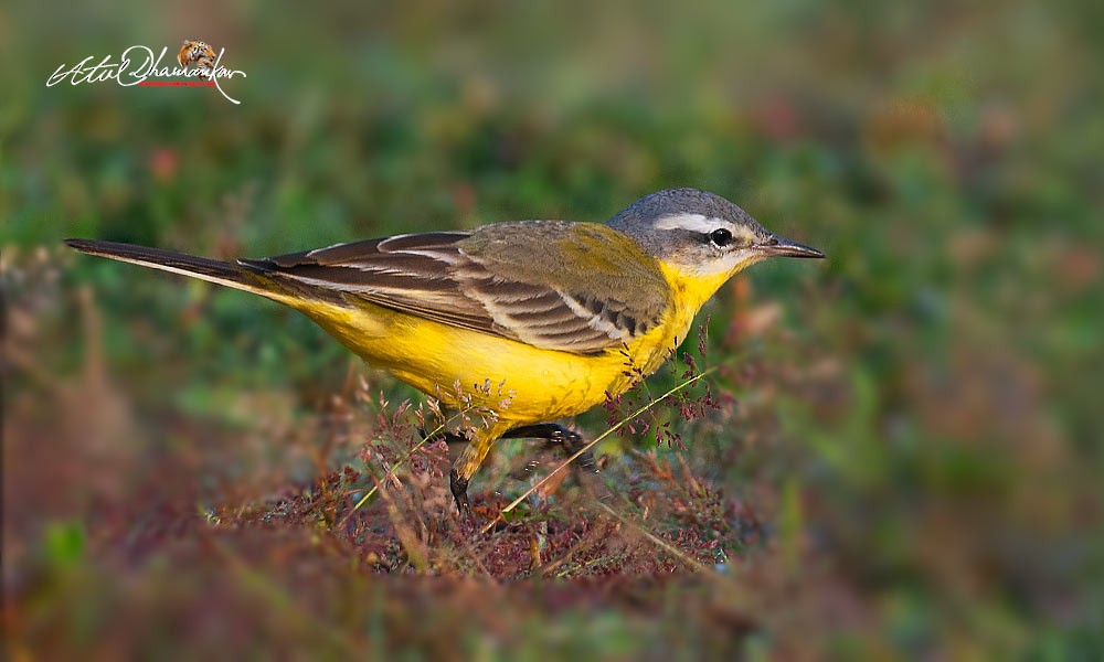 Western Yellow Wagtail - ML645544593