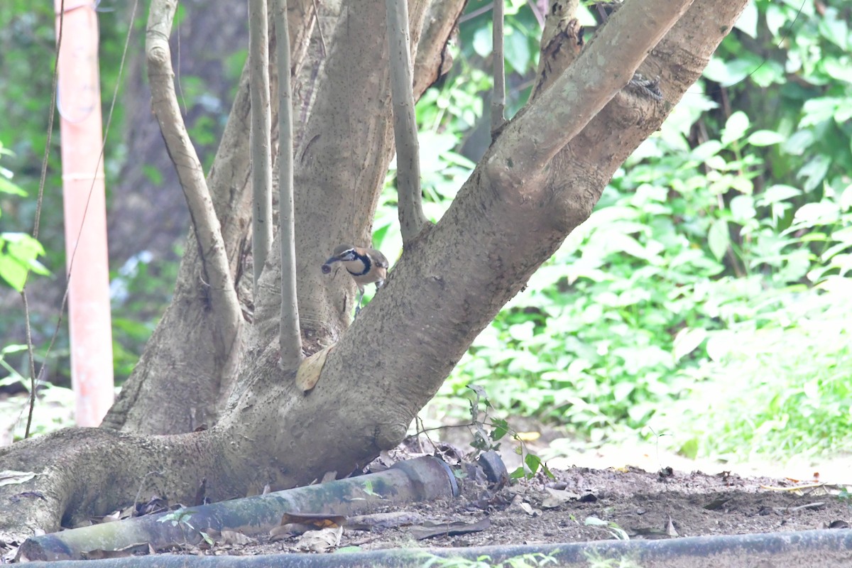 Greater Necklaced Laughingthrush - ML645544594