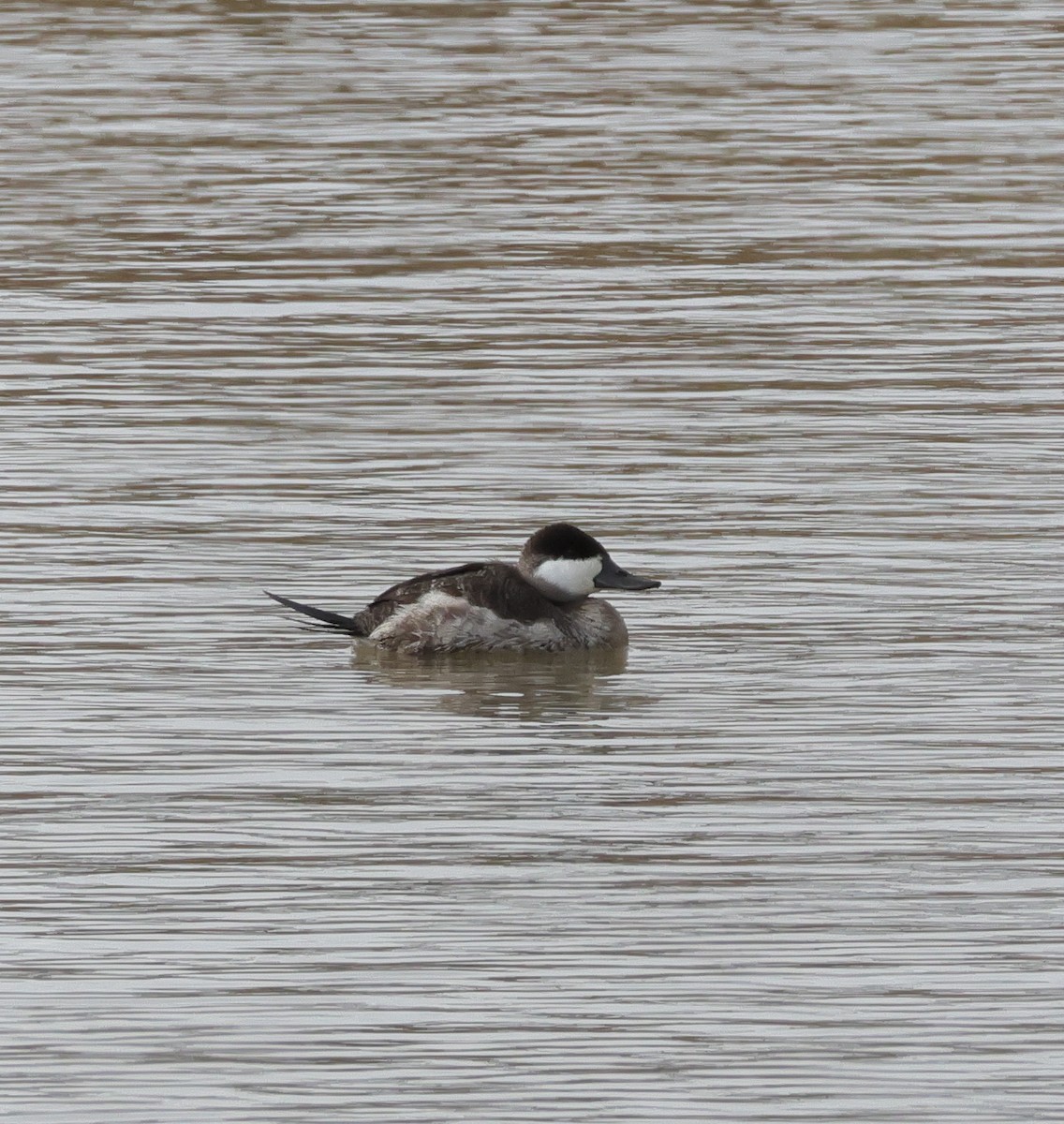 Ruddy Duck - ML645544596
