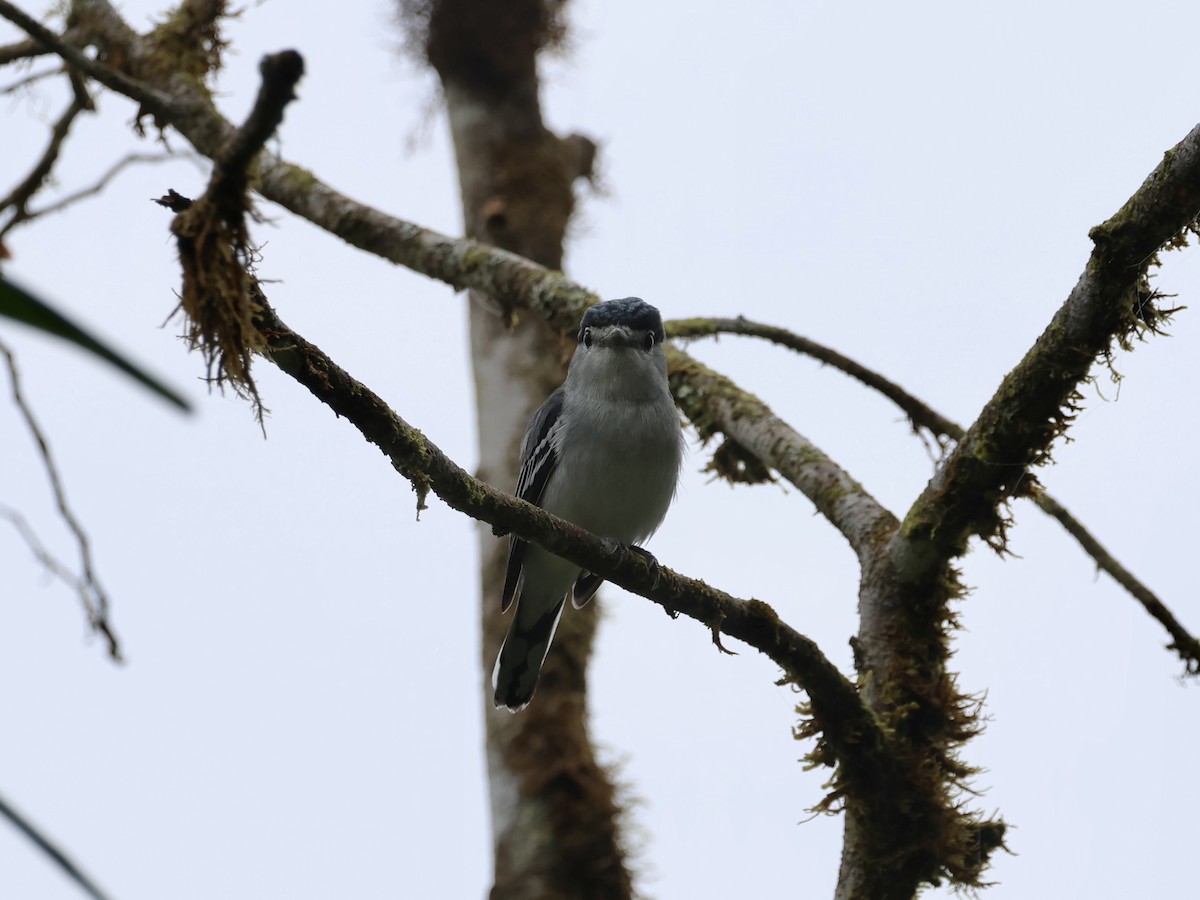 Cryptic Becard - ML645544597