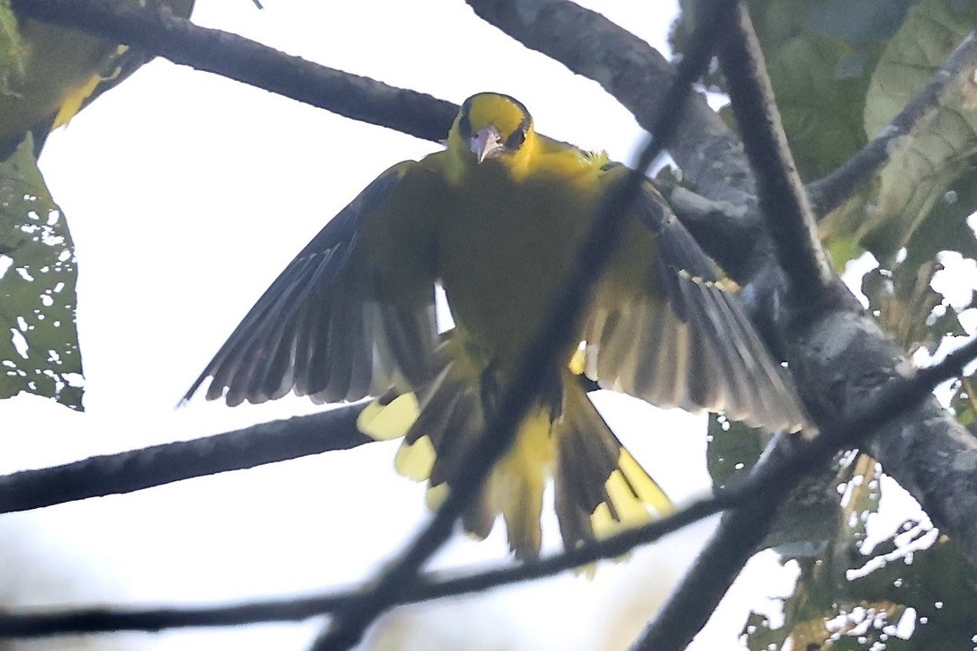 Black-naped Oriole - ML645544598