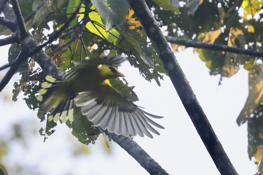 Black-naped Oriole - ML645544599