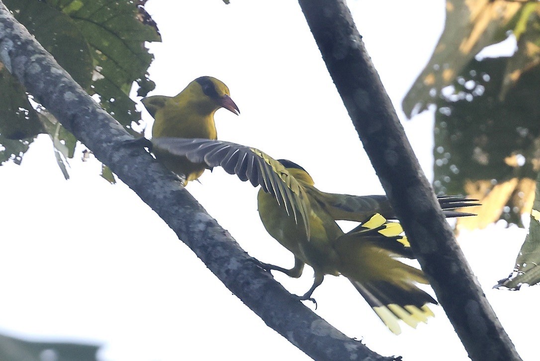 Black-naped Oriole - ML645544600