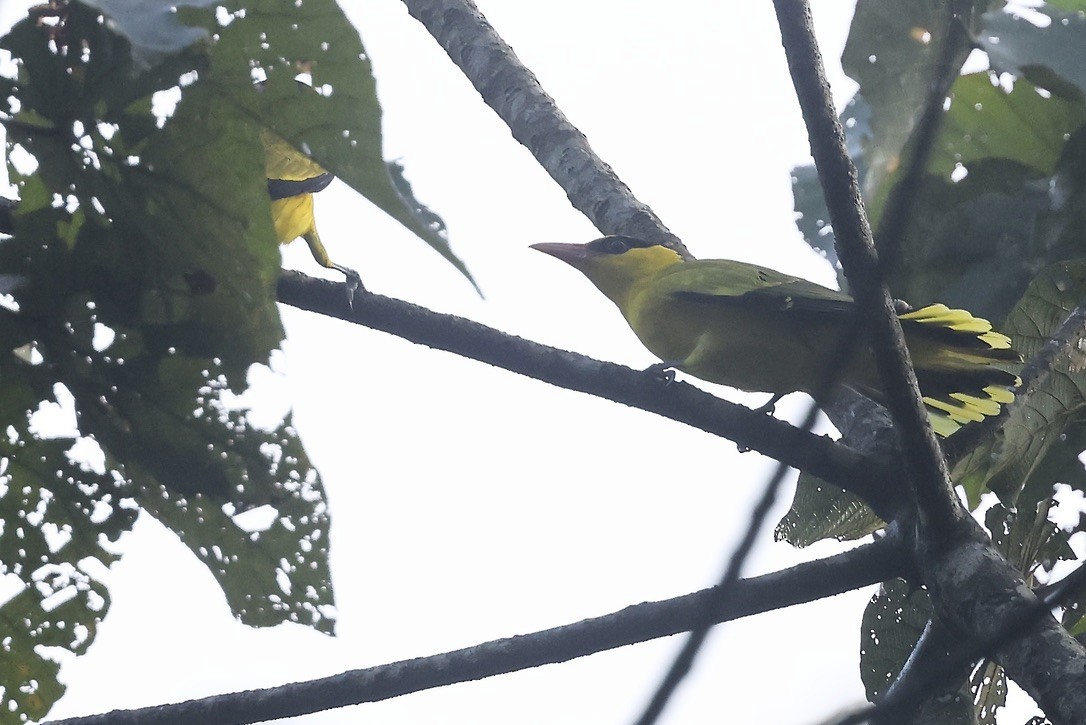 Black-naped Oriole - ML645544601