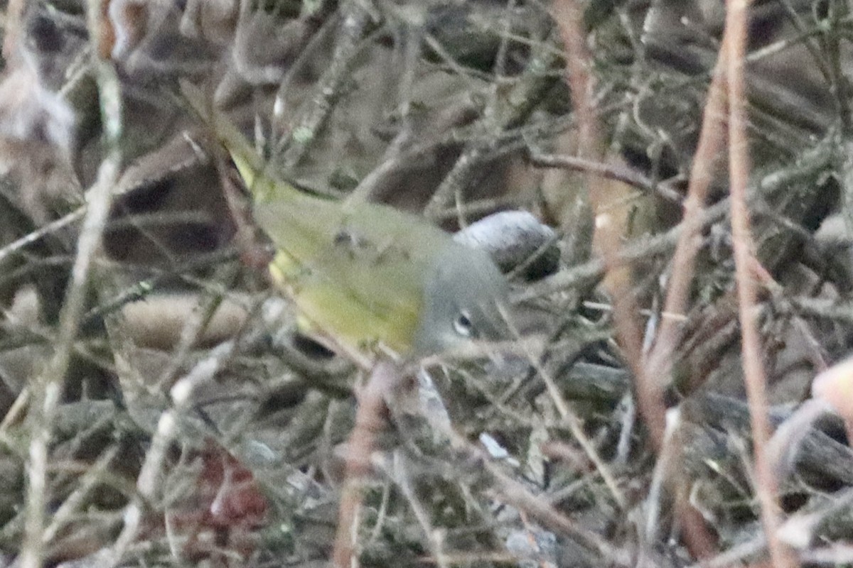 MacGillivray's Warbler - ML645544603