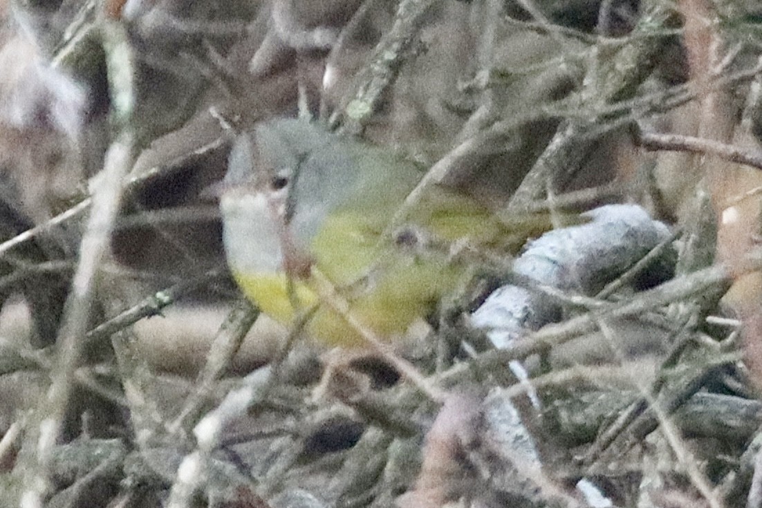 MacGillivray's Warbler - ML645544604