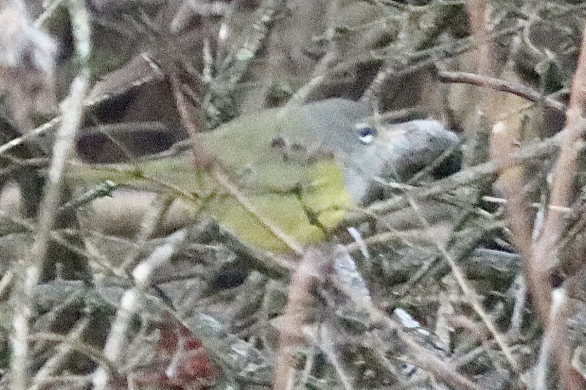 MacGillivray's Warbler - ML645544605