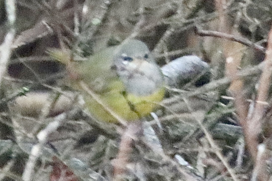 MacGillivray's Warbler - ML645544606