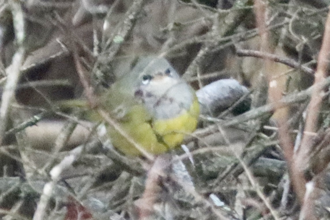 MacGillivray's Warbler - ML645544607