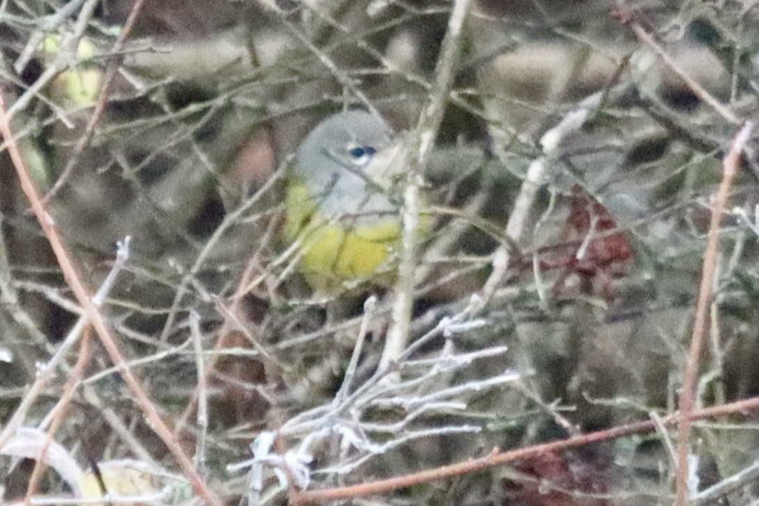 MacGillivray's Warbler - ML645544608