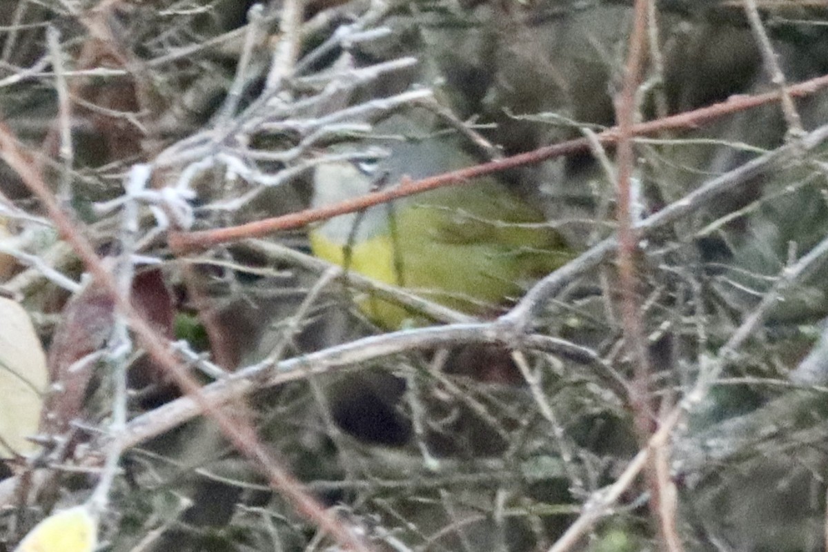 MacGillivray's Warbler - ML645544609