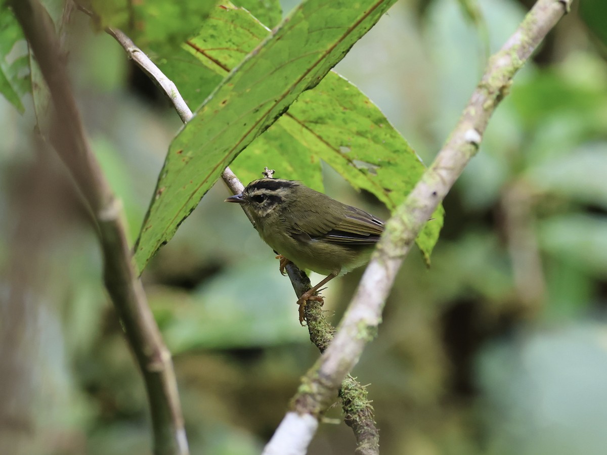 Коронник смугастоголовий - ML645544610