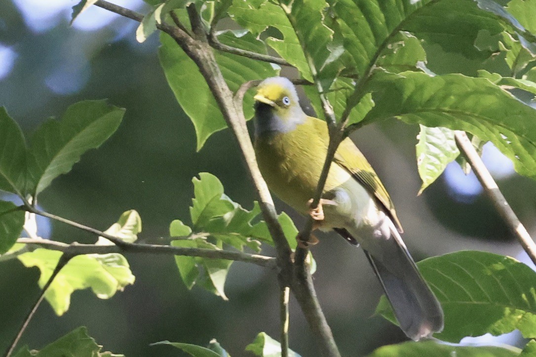 Gray-headed Bulbul - ML645544617