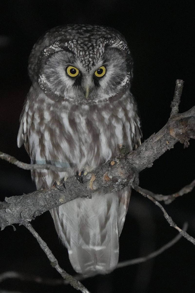 perleugle - ML645544619