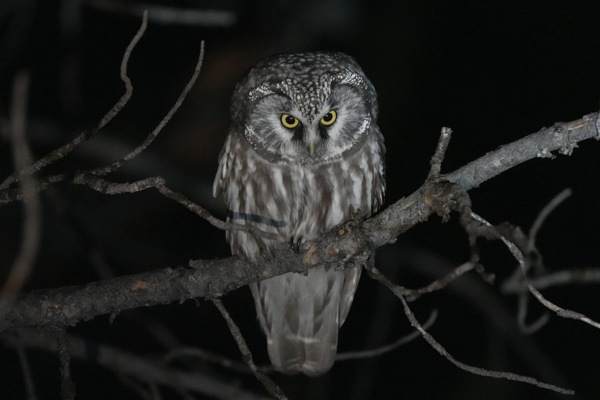 perleugle - ML645544622