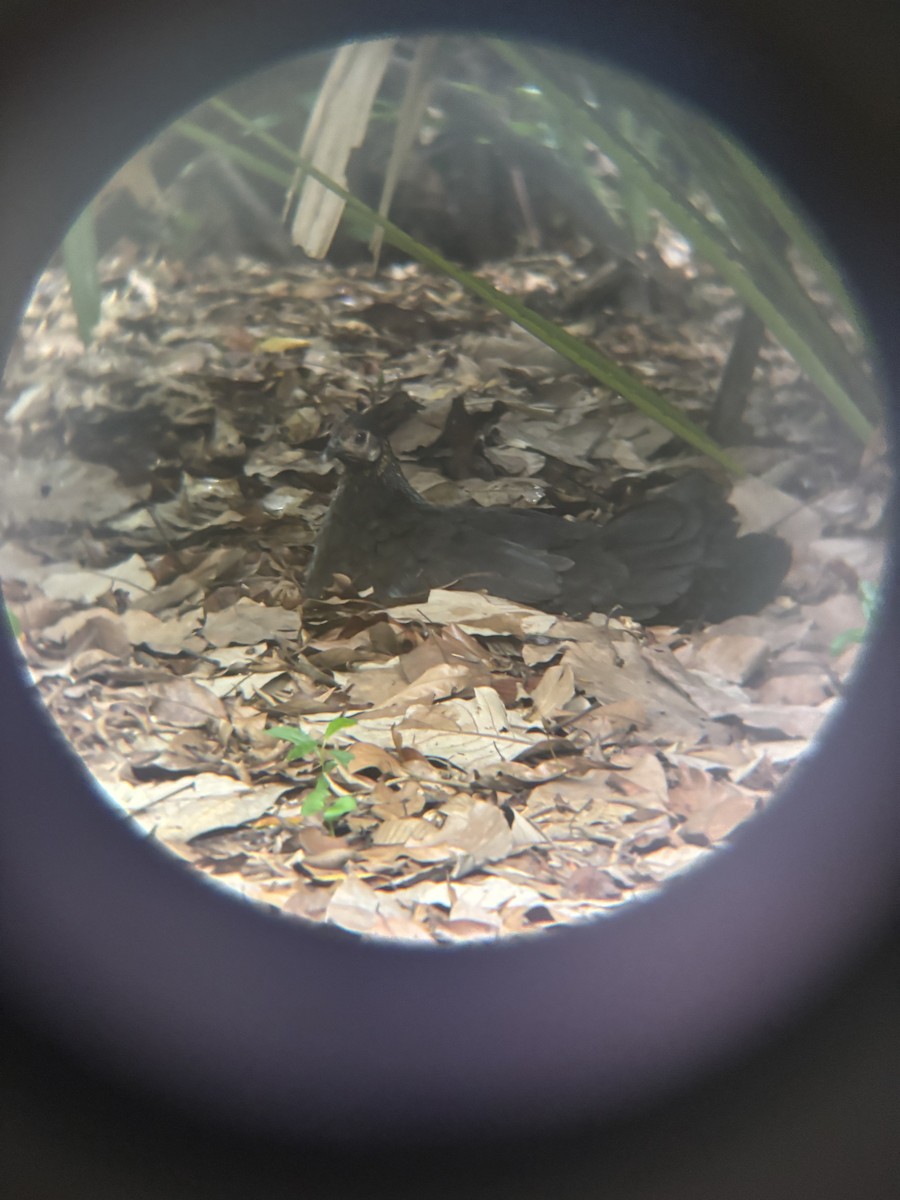 Red Junglefowl - ML645544634