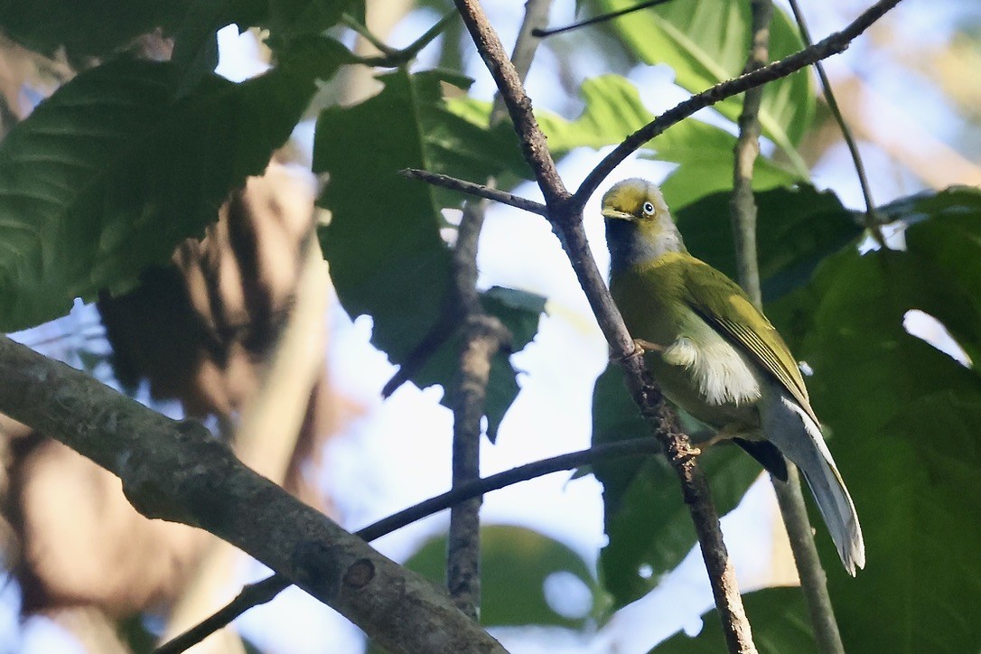 Gray-headed Bulbul - ML645544635