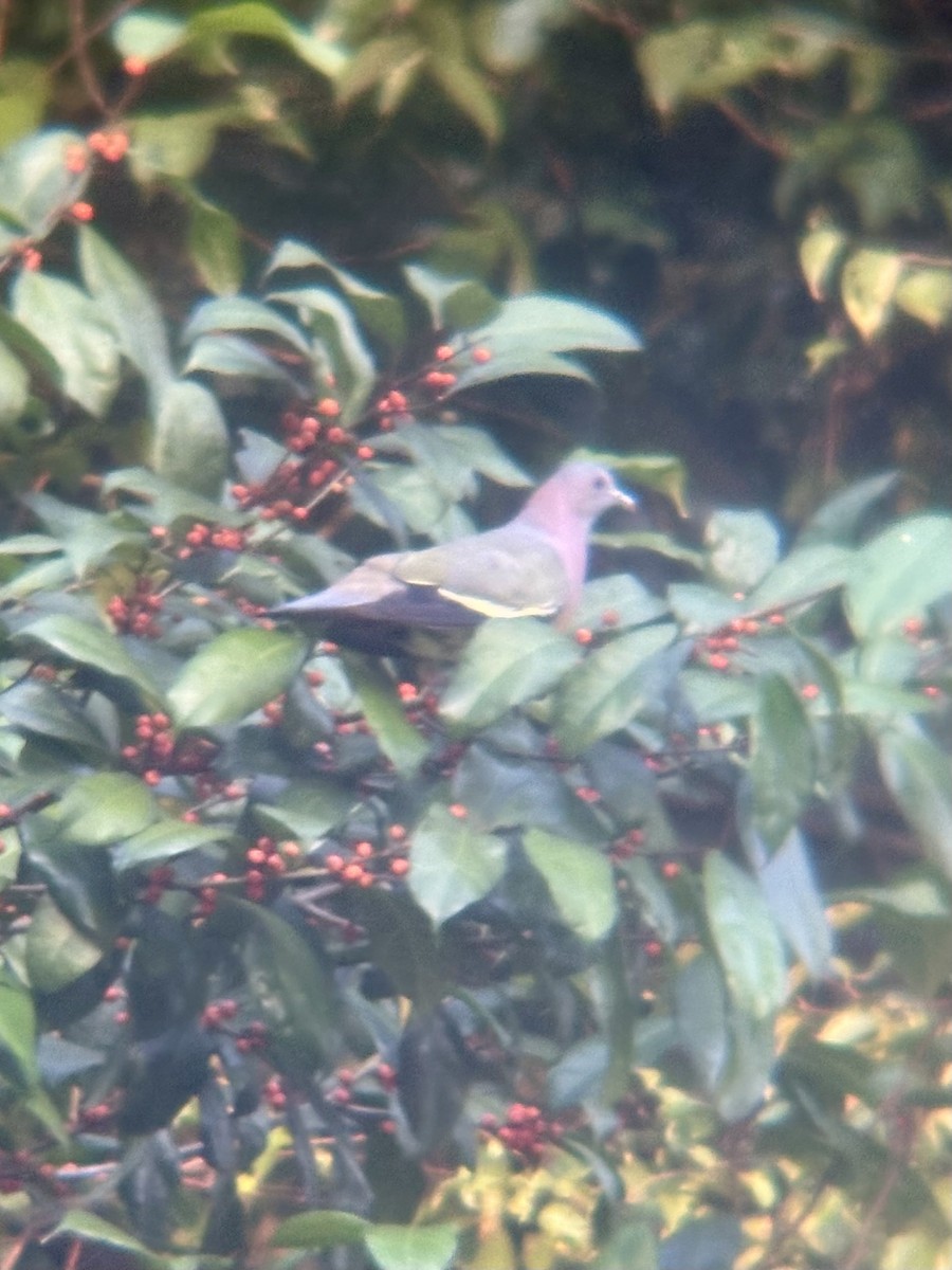 Pink-necked Green-Pigeon - ML645544644