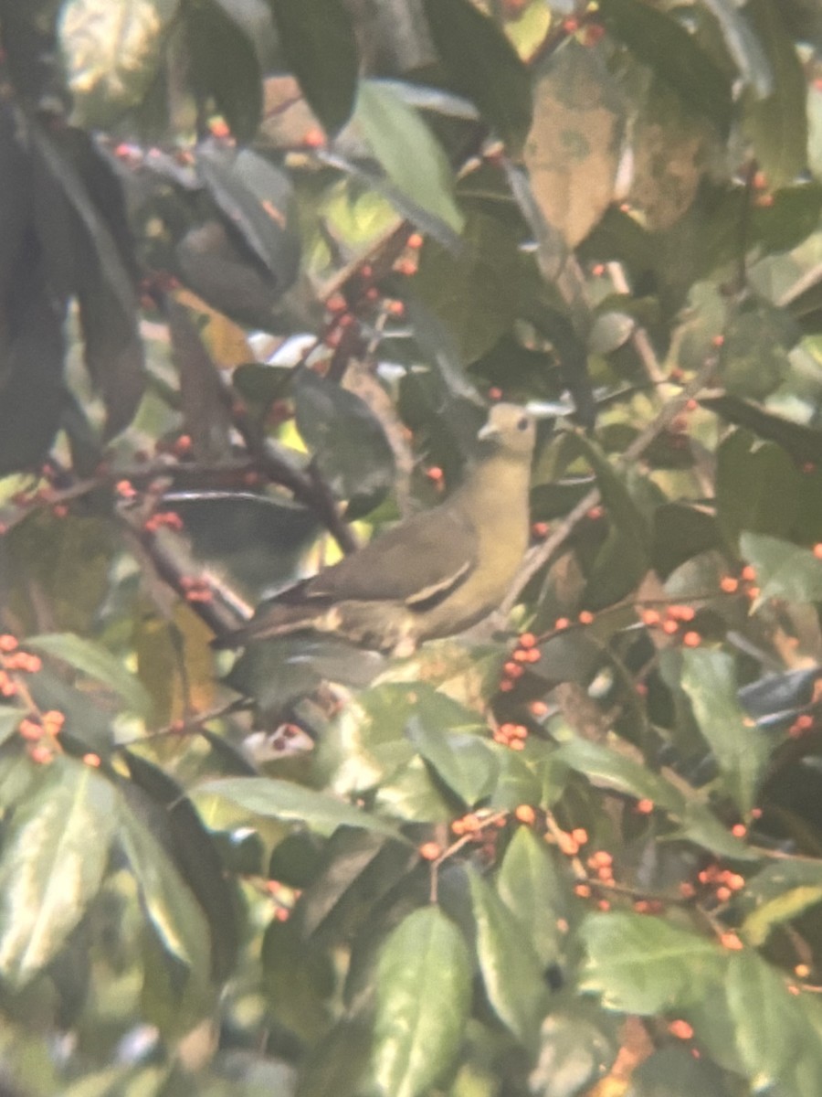 Pink-necked Green-Pigeon - ML645544645