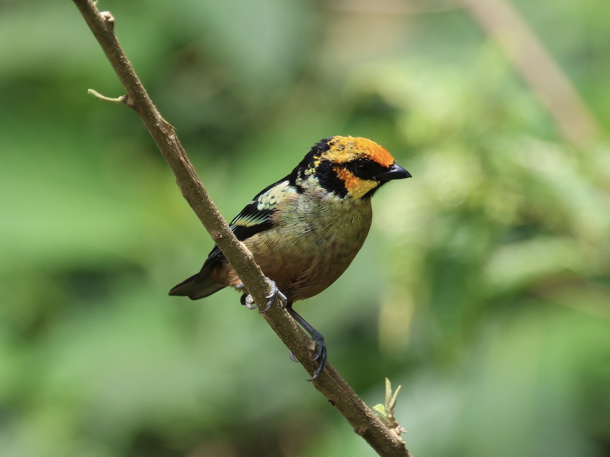 Flame-faced Tanager - ML645544647