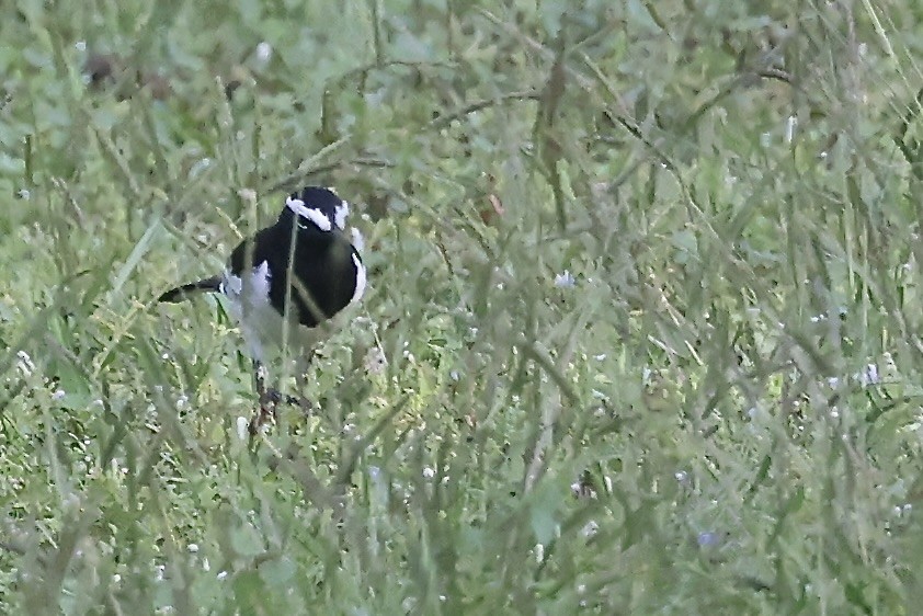 White-browed Wagtail - ML645544654