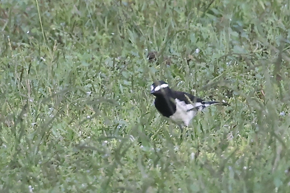 White-browed Wagtail - ML645544663