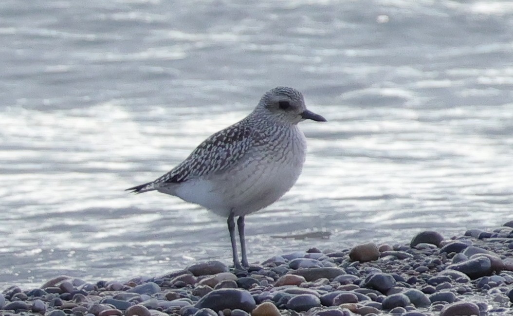Chorlito Gris - ML645544664