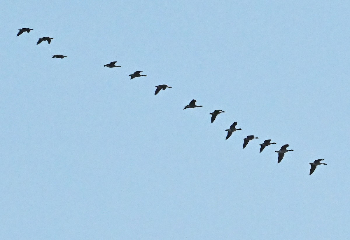 Canada Goose - ML645544678