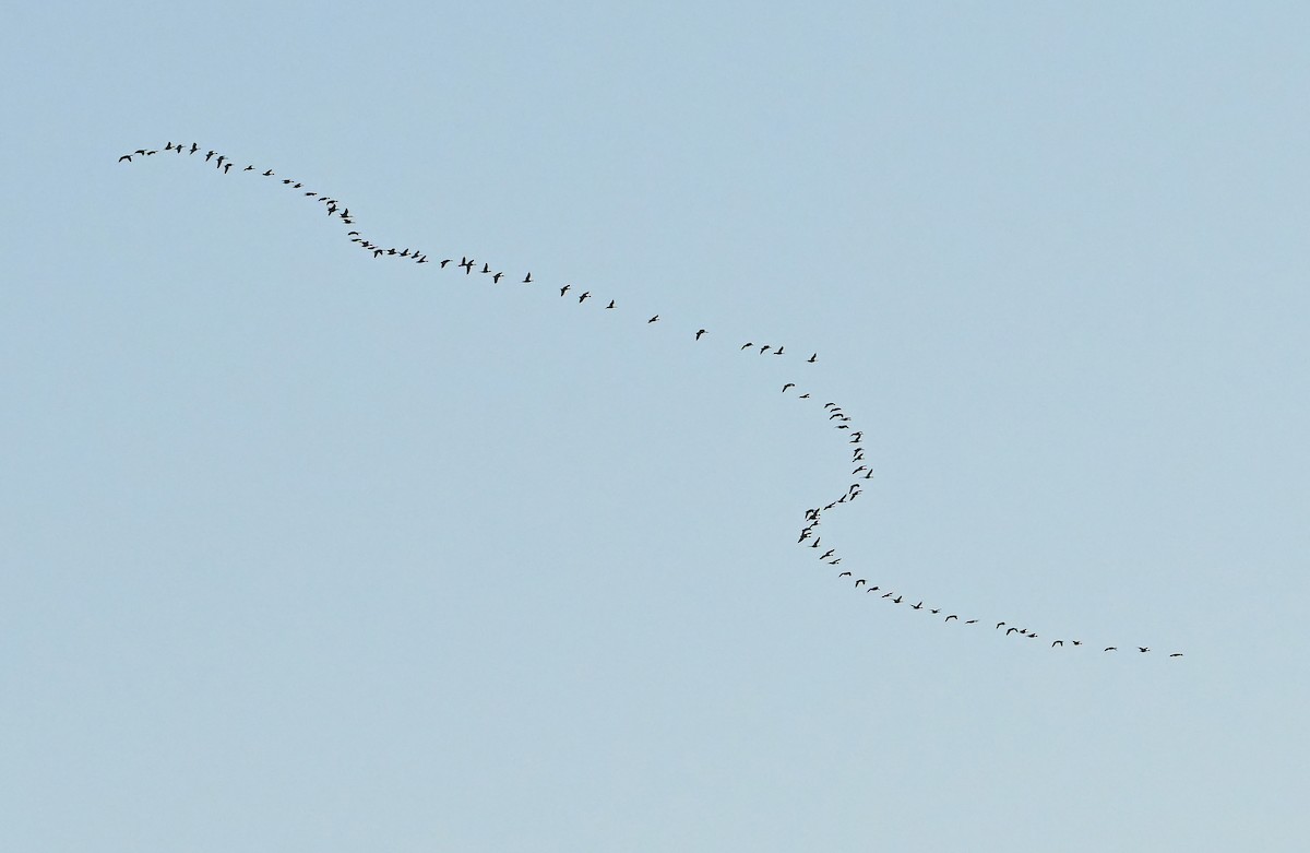 Canada Goose - ML645544680