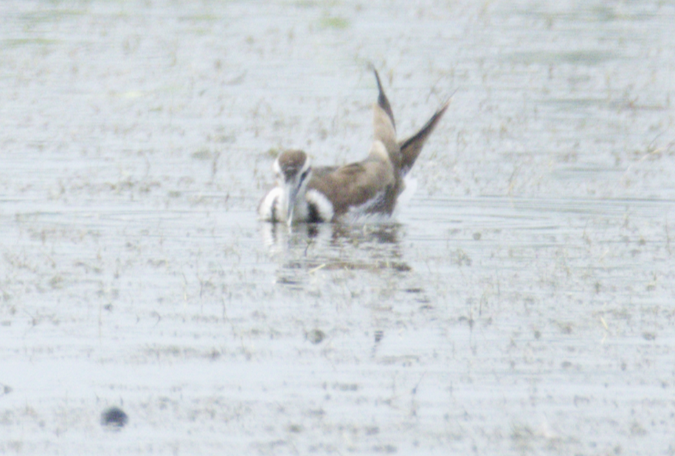 fasanbladhøne - ML645544683