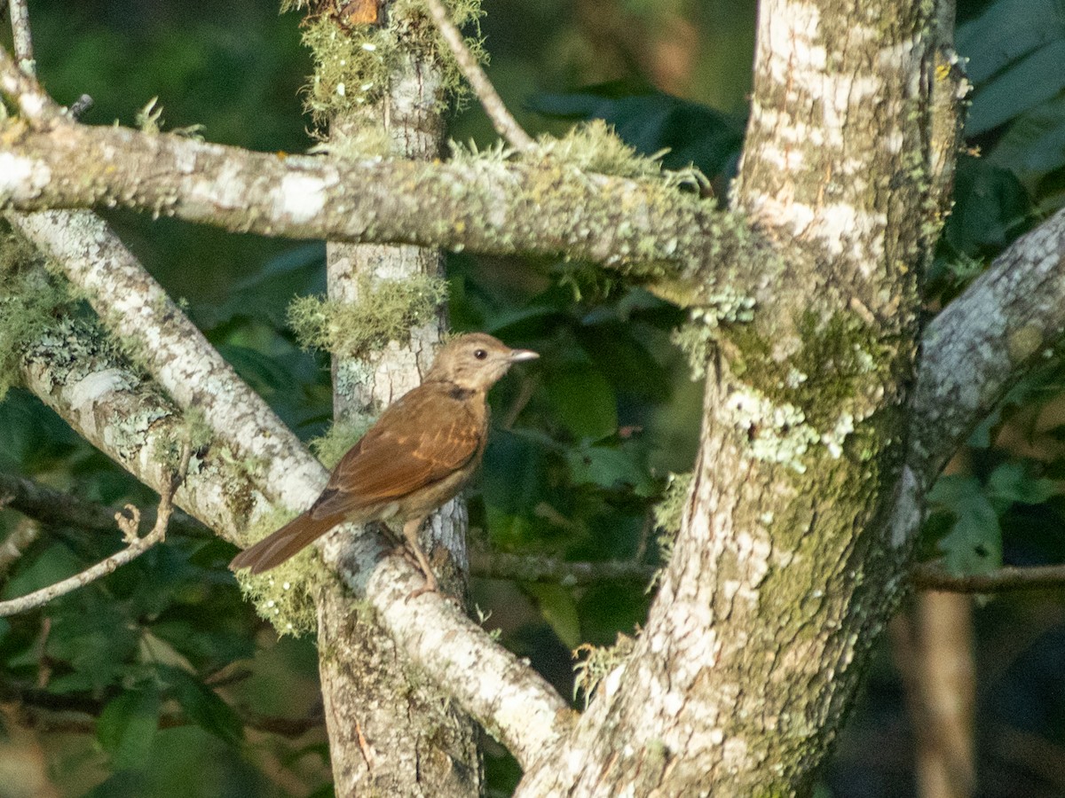 Pale-breasted Thrush - ML645544684