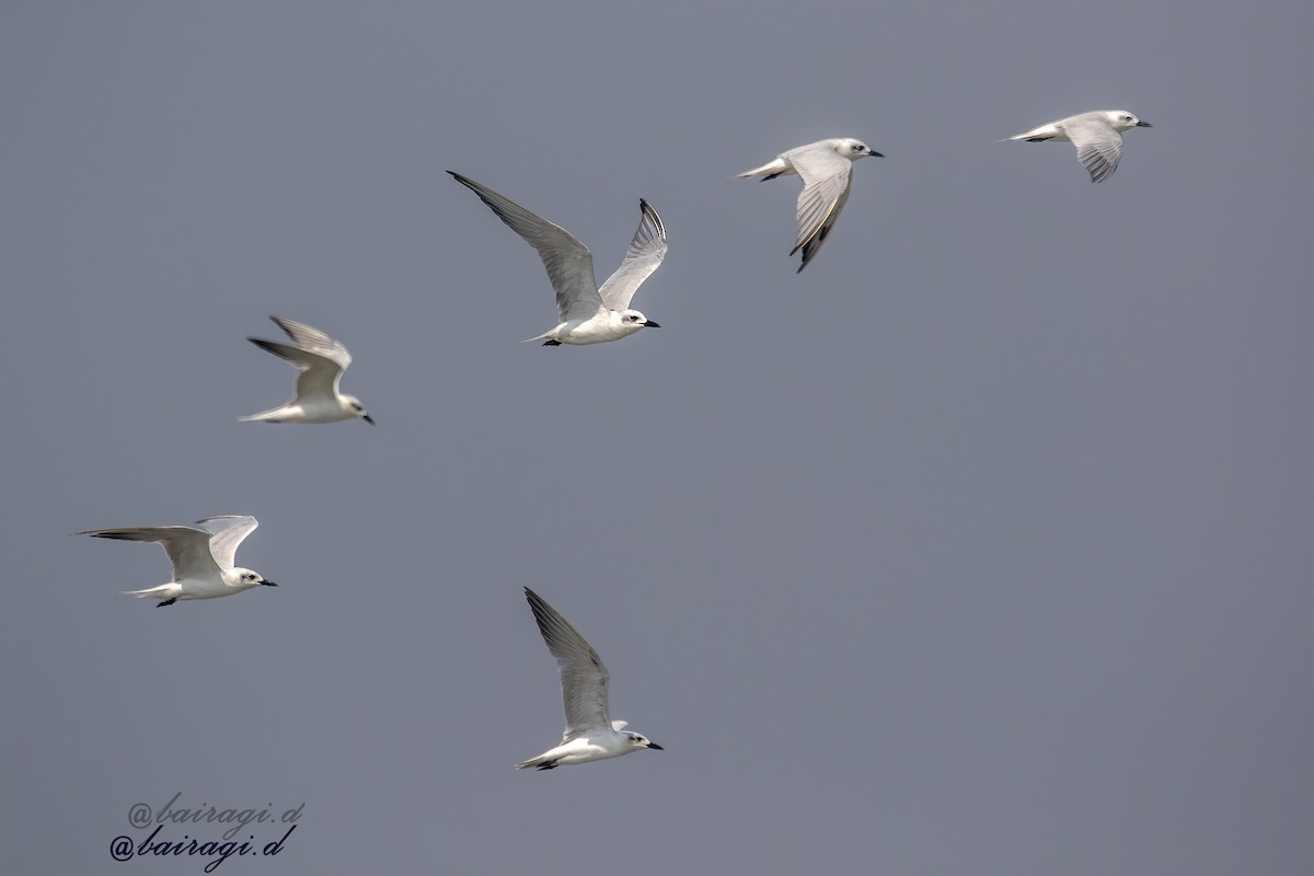 Gülen Sumru - ML645544686